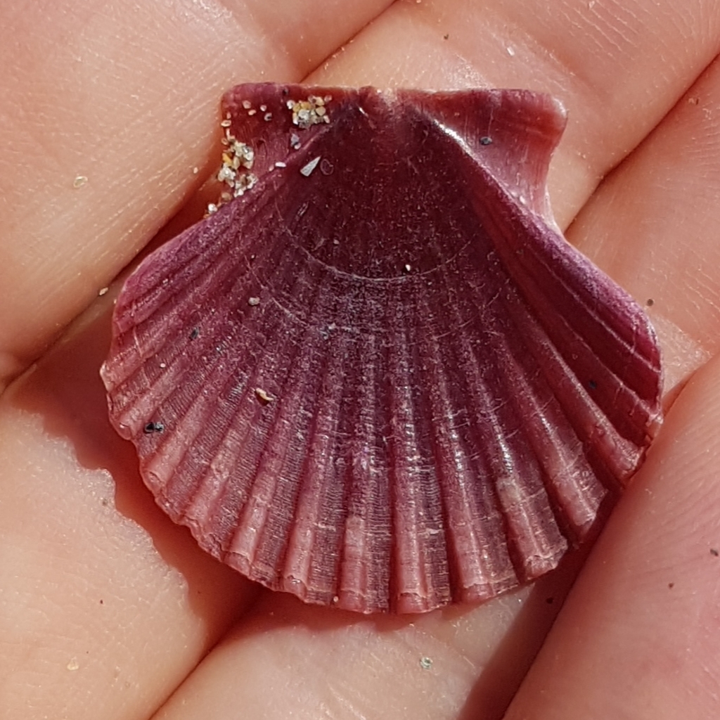 great Mediterranean scallop