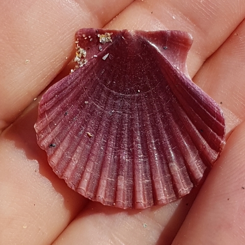 great Mediterranean scallop