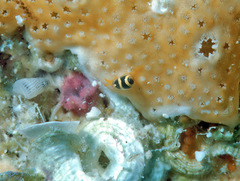 Cystiscus