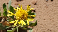 Gaillardia spathulata