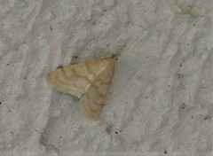 Paracorsia repandalis