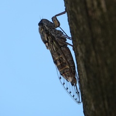 Cicada orni
