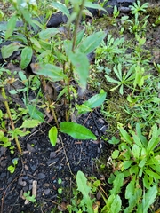 Symphyotrichum urophyllum
