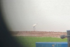 Egretta rufescens