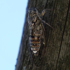 Cicada orni