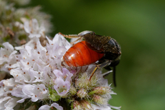 Sphecodes albilabris