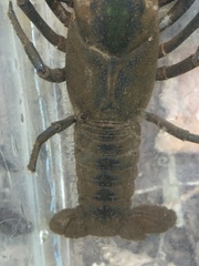 Cambarus obstipus