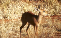 Raphicerus campestris