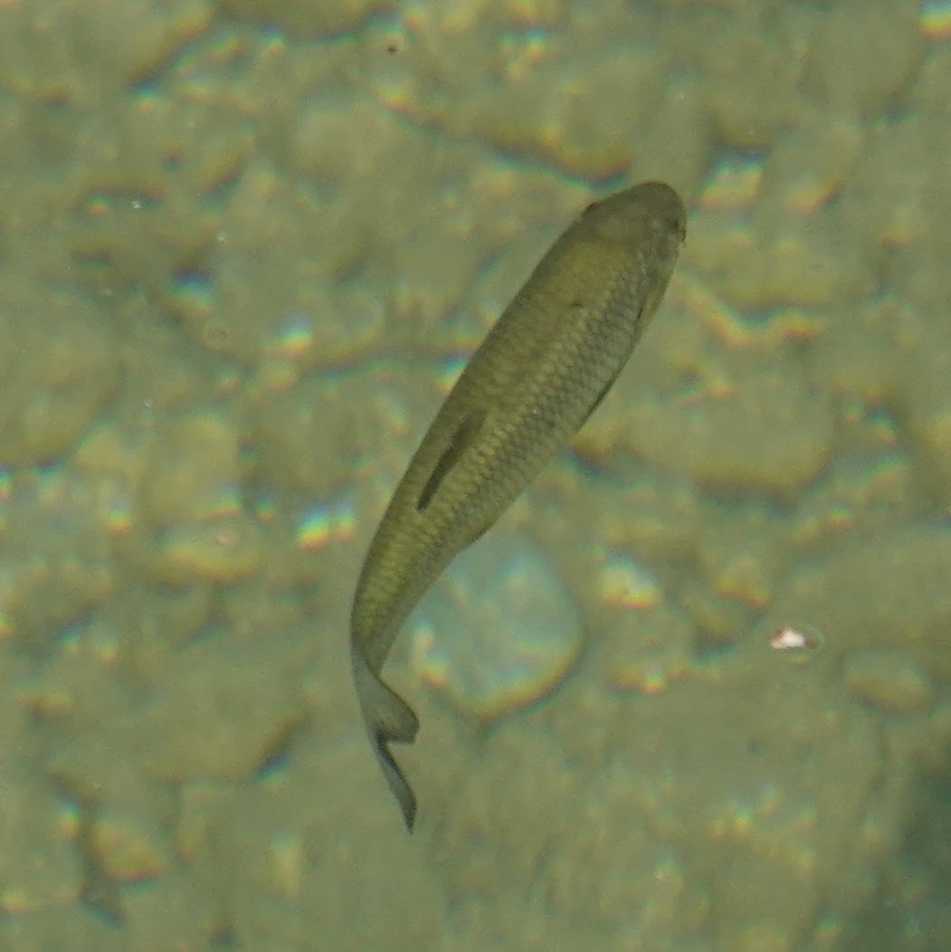 Skadar Chub photo 4