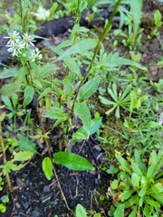 Symphyotrichum urophyllum