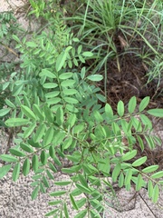 Indigofera suffruticosa