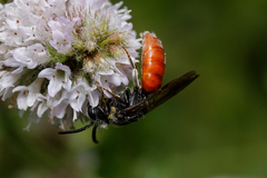 Sphecodes albilabris