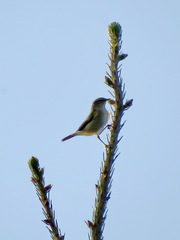 Phylloscopus trochilus