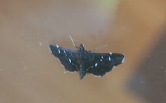 Diathrausta harlequinalis