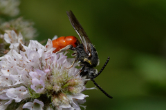 Sphecodes albilabris