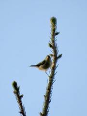 Phylloscopus trochilus