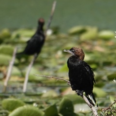 Microcarbo pygmaeus