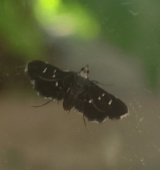 Diathrausta harlequinalis