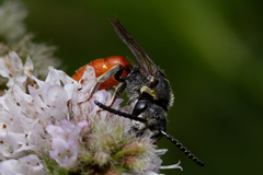 Sphecodes albilabris