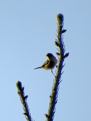 Phylloscopus trochilus
