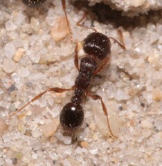 Tetramorium caespitum