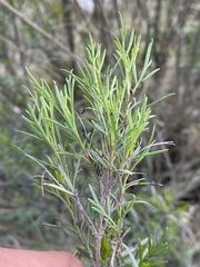 Acanthostyles buniifolius