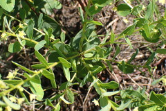 Phyllanthopsis phyllanthoides