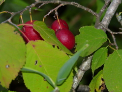 Prunus nigra