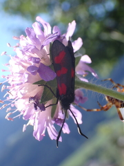Zygaena