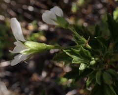 Pelargonium ribifolium