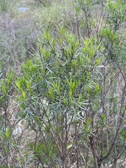 Acanthostyles buniifolius