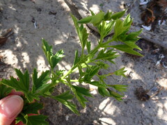 Pelargonium ribifolium