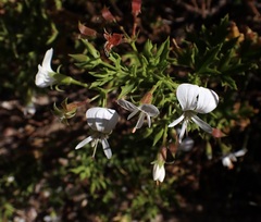 Pelargonium ribifolium
