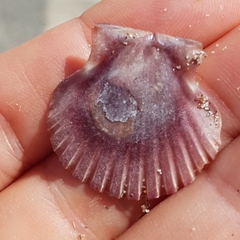 Pecten jacobaeus