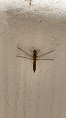 Crocothemis
