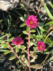 Portulaca amilis