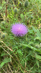 Cirsium discolor