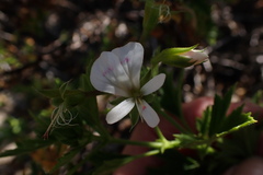 Pelargonium ribifolium