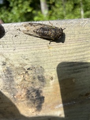 Neotibicen canicularis