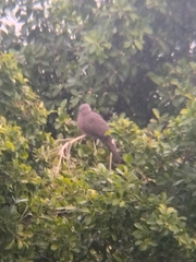 Streptopelia chinensis
