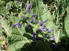 Salvia pratensis