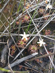 Drosera verrucata