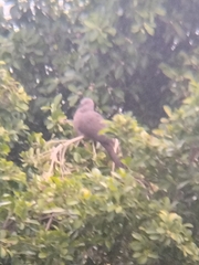 Streptopelia chinensis