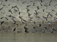 Tringa totanus