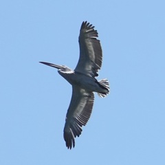 Pelecanus crispus