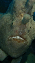 Antennarius commerson