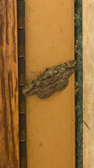 Anavitrinella pampinaria