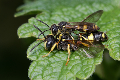 Cerceris rybyensis