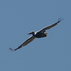 Pelecanus crispus