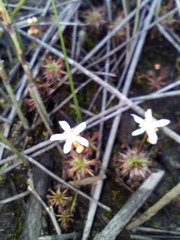 Drosera verrucata